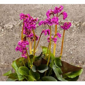 bergenia-cordifolia-eroica-sfeer_7d9e16.jpg