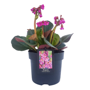 bergenia-cordifolia-eroica.png