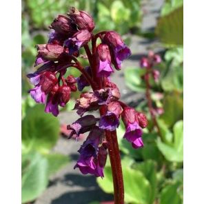 bergenia-cordifolia-purpurea-sfeer_0d7cde.jpg