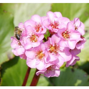 bergenia-cordifolia-sfeer_521d9a.jpg