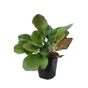 bergenia-purpurea.png