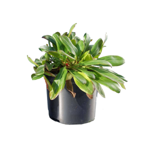 bergenia-silberlicht.png
