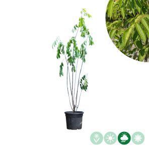 bijenboom meerstammig.jpg