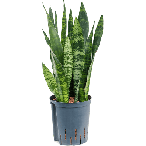 black coral hydro.png