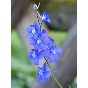 Blauer Zwerg.jpg
