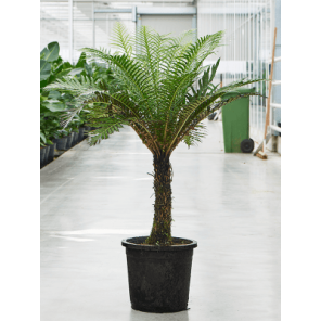 Blechnum gibbum.png