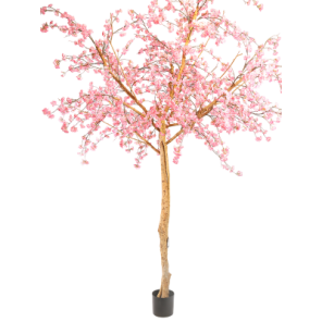 bloesemboom roze.png
