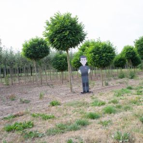 bol acacia volgroeid.jpeg