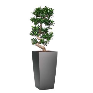 bonsai-cubico-pot-antraciet-mat_f45c49.jpg