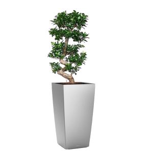 bonsai-cubico-pot-zilver_a5a9ab.jpg