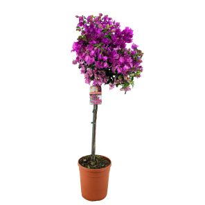 bougainville op stam.jpg