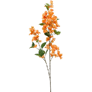 bougainville oranje.png