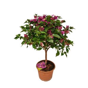 Bougainvillea Alexander op stam M.jpg