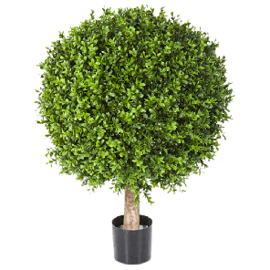 boxwood-ball-medium_dd990c.png