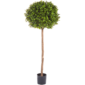 Boxwood Ball PNG.png