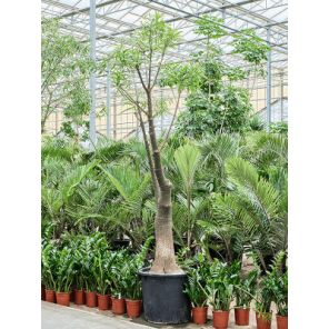 Brachychiton rupestris.png