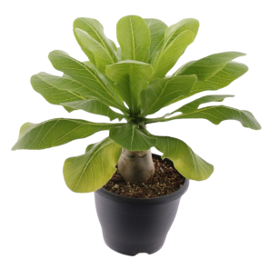 Brighamia Hawaii Palm.png