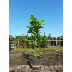 brookl. 'Yellow Bird'.jpg