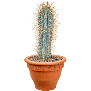 Browningia hertlingiana.png