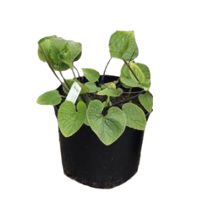 brunnera-macrophylla-betty-bowring.png