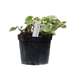 brunnera-macrophylla-hadspen-cream.png