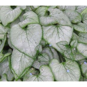 brunnera-macrophylla-looking-glass-sfeer_c3bda0.jpg