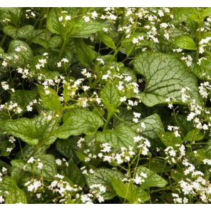 brunnera-macrophylla-mr-morse-sfeer_775bad.jpg