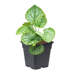 brunnera-macrophylla-mr-morse.png