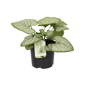 Brunnera-macrophylla-silver-heart.png