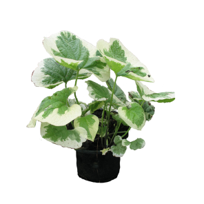 brunnera-variegata.png