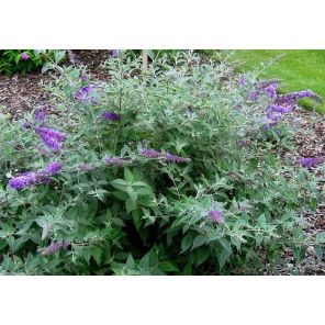 buddleja-davidii-blue-chip-sfeer_8571dc.jpg