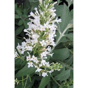 buddleja-davidii-free-petite-snow-white-sfeer_d600cd.jpg