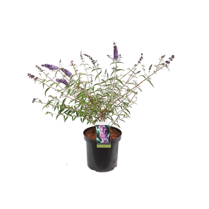 buddleja-nanho-blue-.png