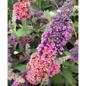 Buddleja dav. 'Flower Power'.jpg