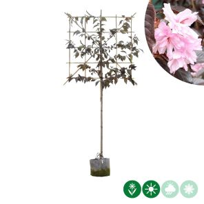 burgundy leiboom.jpeg