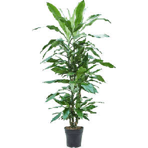 burundii carrousel m.png