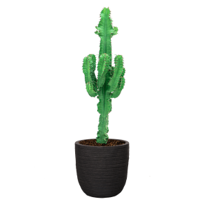 Cactus Euphorbia Ingens in Capi Row Egg DM 35 - zwart.png
