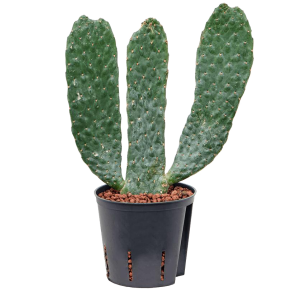 Cactus Opuntia Consolea.png