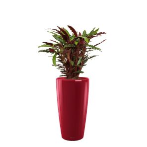 calathea-barbarufi-rondo-pot-rood_60b99e.jpg