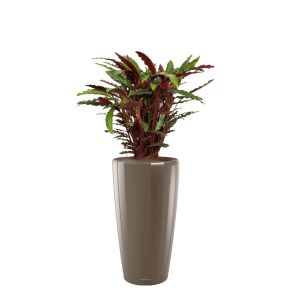 calathea-barbarufi-rondo-pot-taupe_04c7cb.jpg