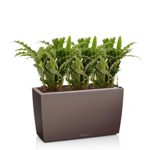 calathea-blue-grass-cararo-bruin_8f1fae.jpg