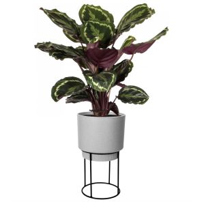 calathea-in-pot-elho-1_e659ba.jpg