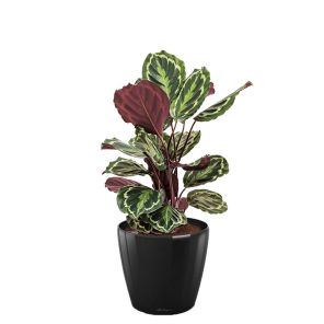 calathea-medaillon-classico-pot-zwart_1cba44.jpg