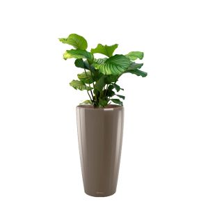 calathea-orbifolia-rondo-pot-taupe_308203.jpg