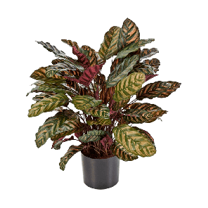 Calathea Makoyana PNG.png