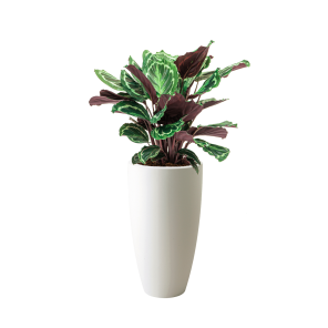 Calathea Medaillon in Elho Pure Soft Round High - wit.png