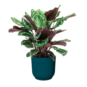 Calathea Medaillon in vibes blauw.png
