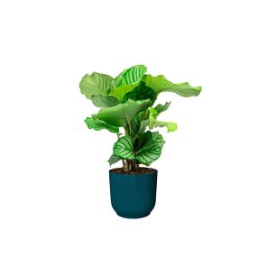 Calathea orbifolia - Elho vibes blauw .jpg