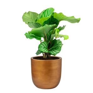 Calathea Orbifolia in Capi Nature Retro Gold DM 24 cm.png