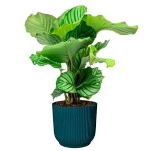 Calathea Orbifolia in vibes blauw.png